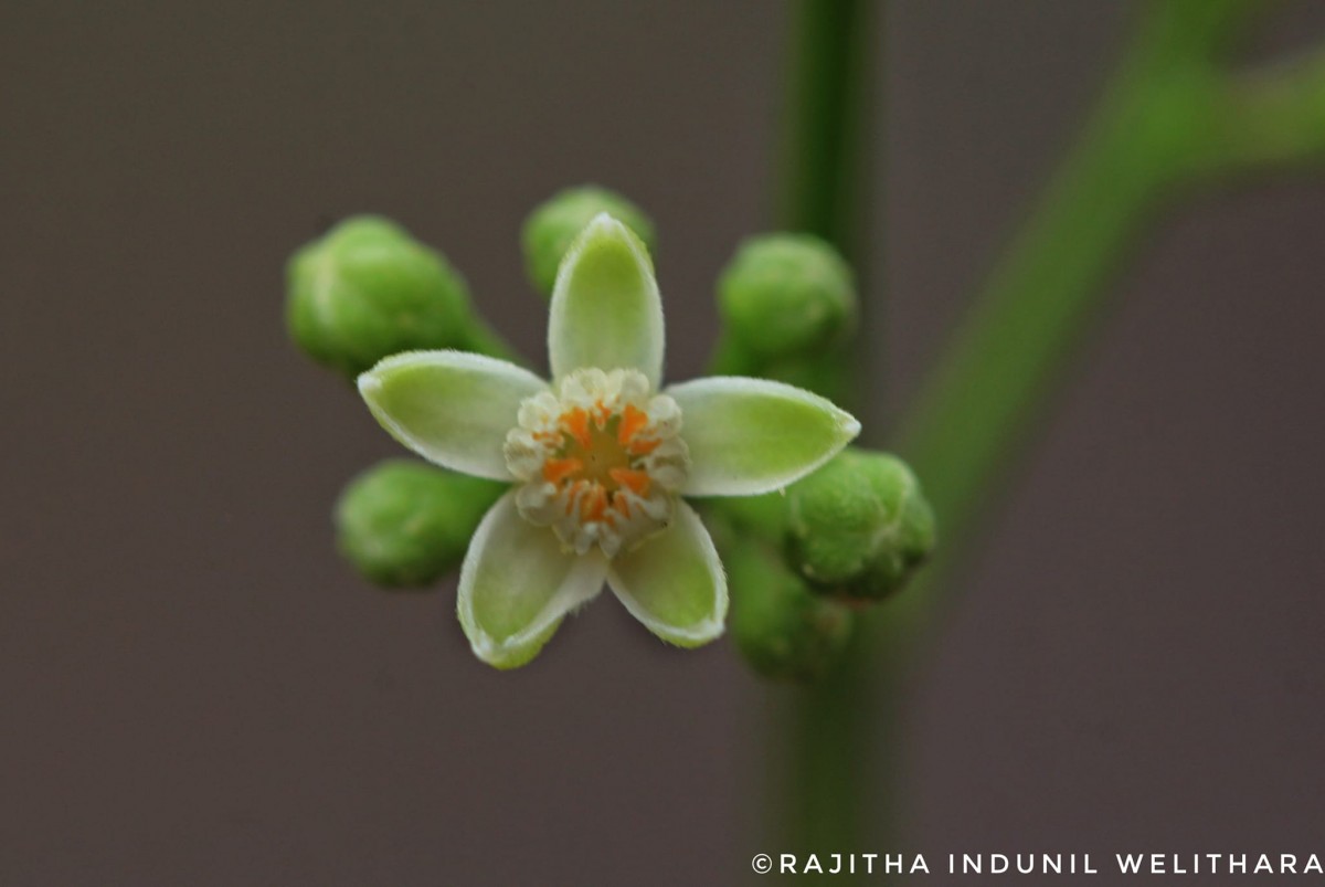 Cipadessa baccifera (Roth) Miq.